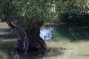 287-Delta del Danubio,7 agosto 2011